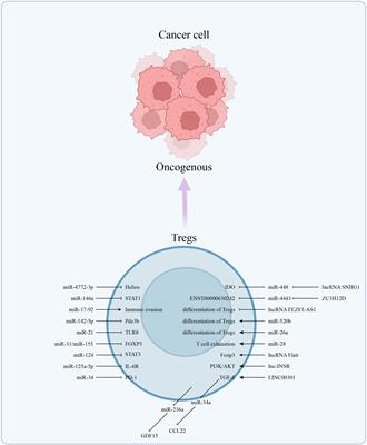 Non-coding RNA in tumor-infiltrating regulatory T cells formation and associated immunotherapy